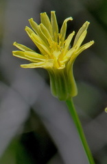 Crepis pulchra