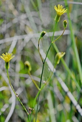 Crepis pulchra