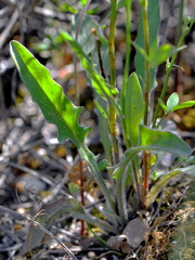 Crepis pulchra