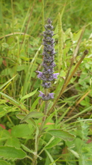 Nepeta multifida