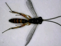 Diadromus collaris