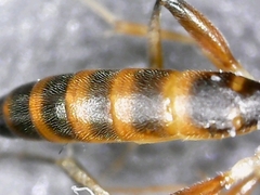 Diadromus collaris
