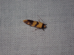 Olbonoma triptycha