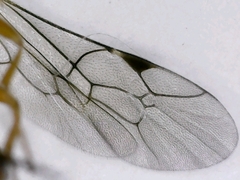 Diadromus collaris