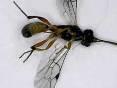 Diadromus collaris