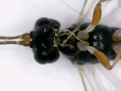 Diadromus collaris