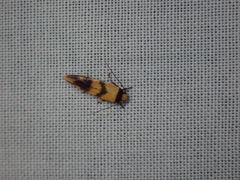 Olbonoma triptycha