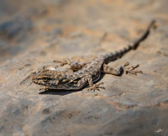 Pristurus celerrimus
