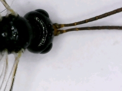 Diadromus collaris