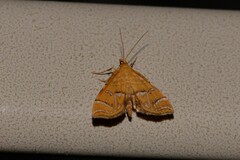 Musotima ochropteralis