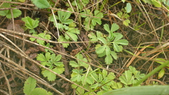 Potentilla acaulis