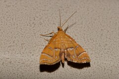Musotima ochropteralis