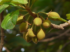 Madhuca longifolia latifolia
