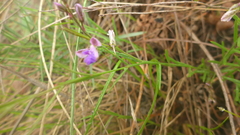 Polygala tenuifolia