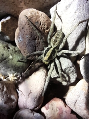 Schizocosa malitiosa