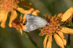 Udea alpinalis