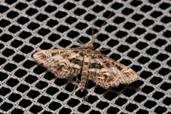 Diasemiopsis ramburialis
