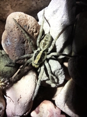 Schizocosa malitiosa