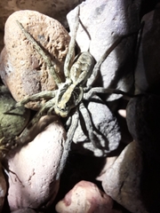 Schizocosa malitiosa