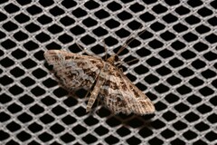 Diasemiopsis ramburialis