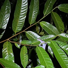 Cyrtodactylus majulah