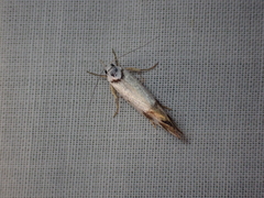 Oecophorinae