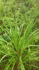 Hemerocallis minor