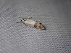 Oecophorinae