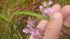 Polygala sibirica
