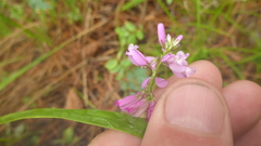 Polygala sibirica