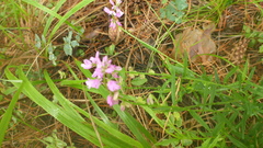 Polygala sibirica