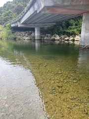 Aldrichetta forsteri