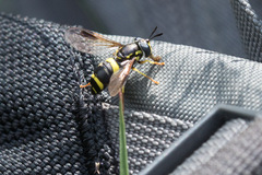 Chrysotoxum bicinctum