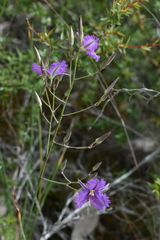 Thysanotus tuberosus tuberosus