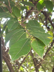 Ficus ampelos