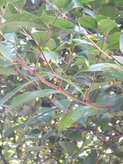 Ficus ampelos