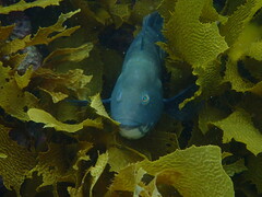 Notolabrus parilus