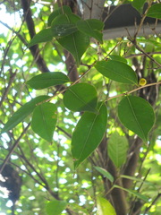 Ficus ampelos