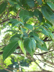 Ficus ampelos