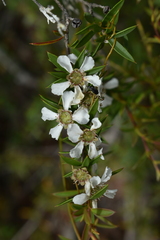 Leptospermum semibaccatum