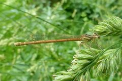 Platycnemis acutipennis