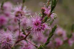 Kunzea parvifolia