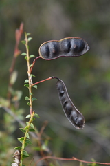 Acacia hubbardiana