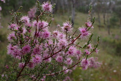 Kunzea parvifolia