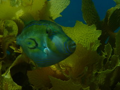 Meuschenia hippocrepis