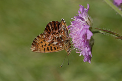 Boloria titania