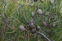 Hakea actites