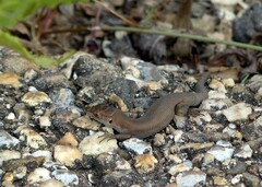 Psammodromus edwarsianus