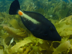 Meuschenia flavolineata