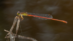 Ceriagrion aeruginosum